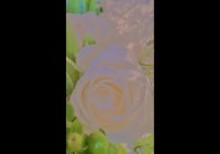 a white rose in a vase with green leaves