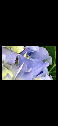 a close up of a purple flower on a black background