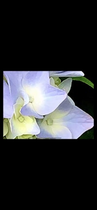 blue hydrangea flowers on a black background