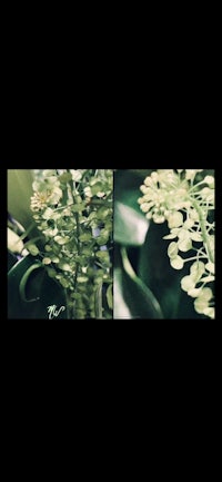 two pictures of green plants in a dark room