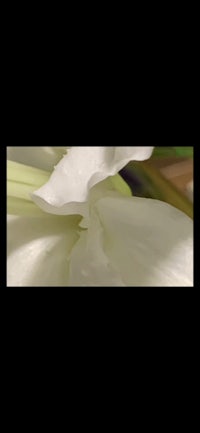 a close up of a white flower